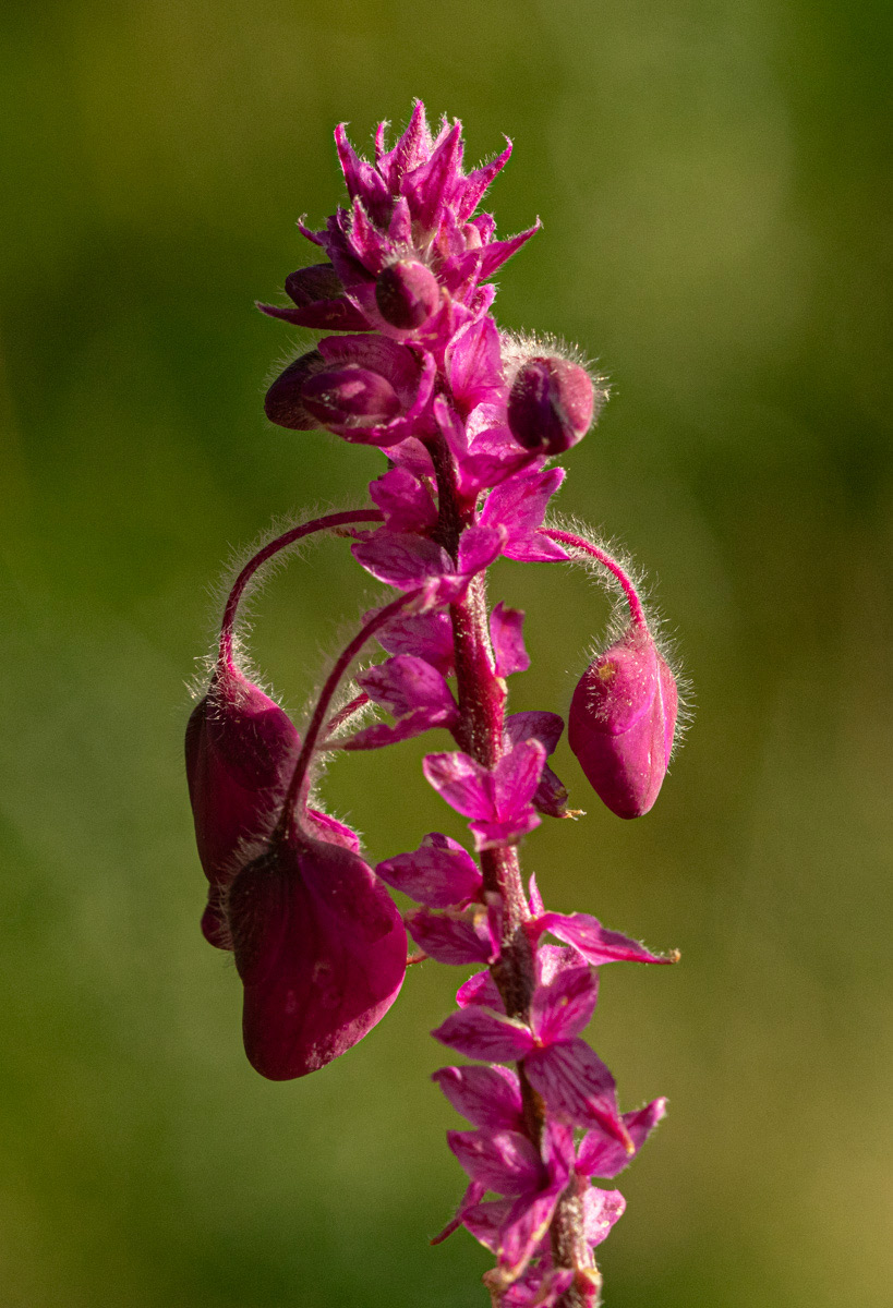 Polygala gomesiana Polygala gomesiana
