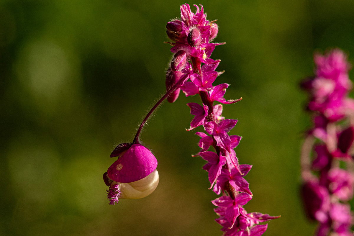 Polygala gomesiana Polygala gomesiana