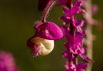 Polygala gomesiana