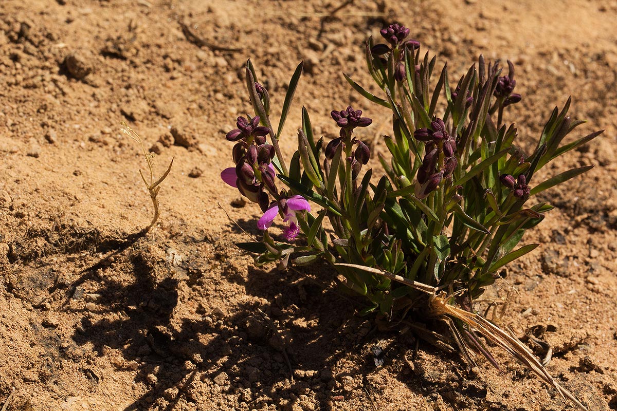 Polygala nyikensis