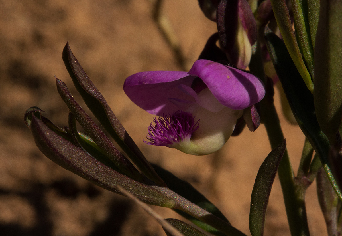 Polygala nyikensis