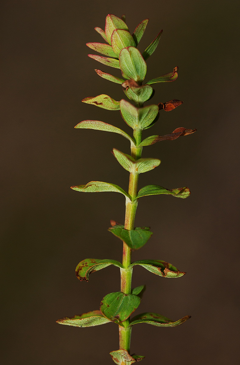 Hypericum scioanum