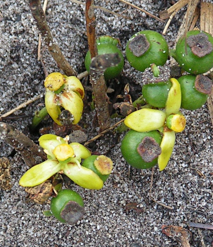 Garcinia buchneri