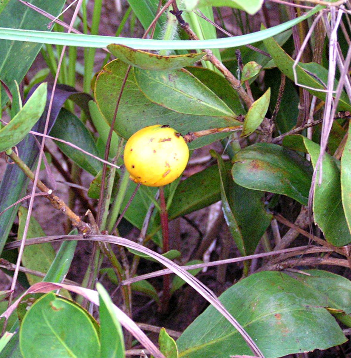 Garcinia buchneri