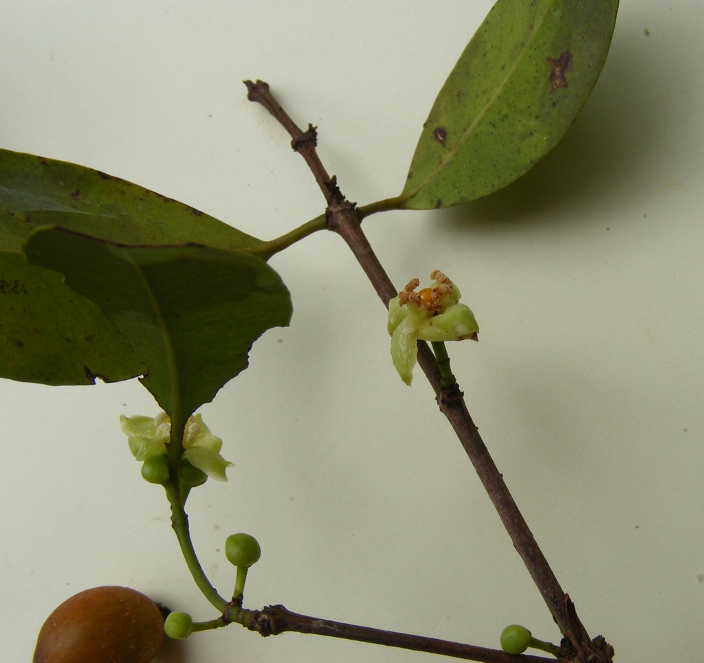 Garcinia punctata