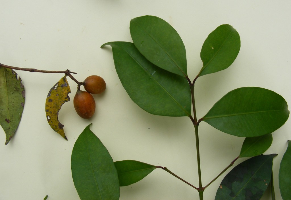 Garcinia punctata