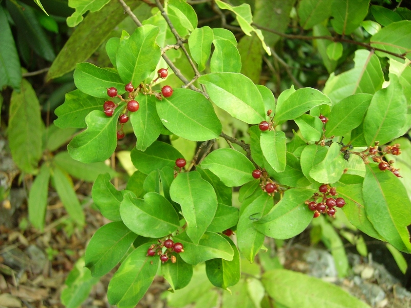 Psorospermum baumii