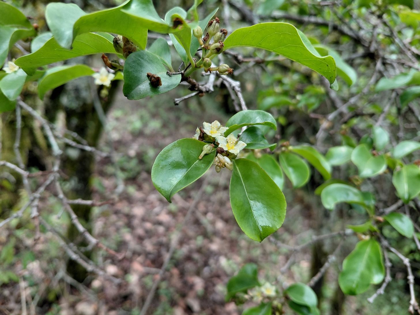 Psorospermum baumii