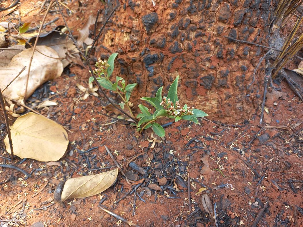 Psorospermum mechowii