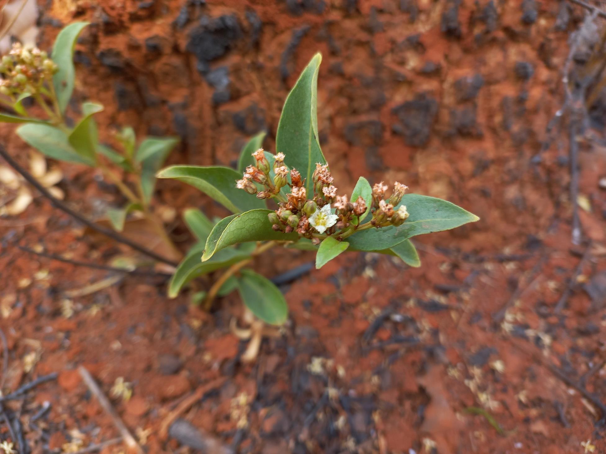 Psorospermum mechowii