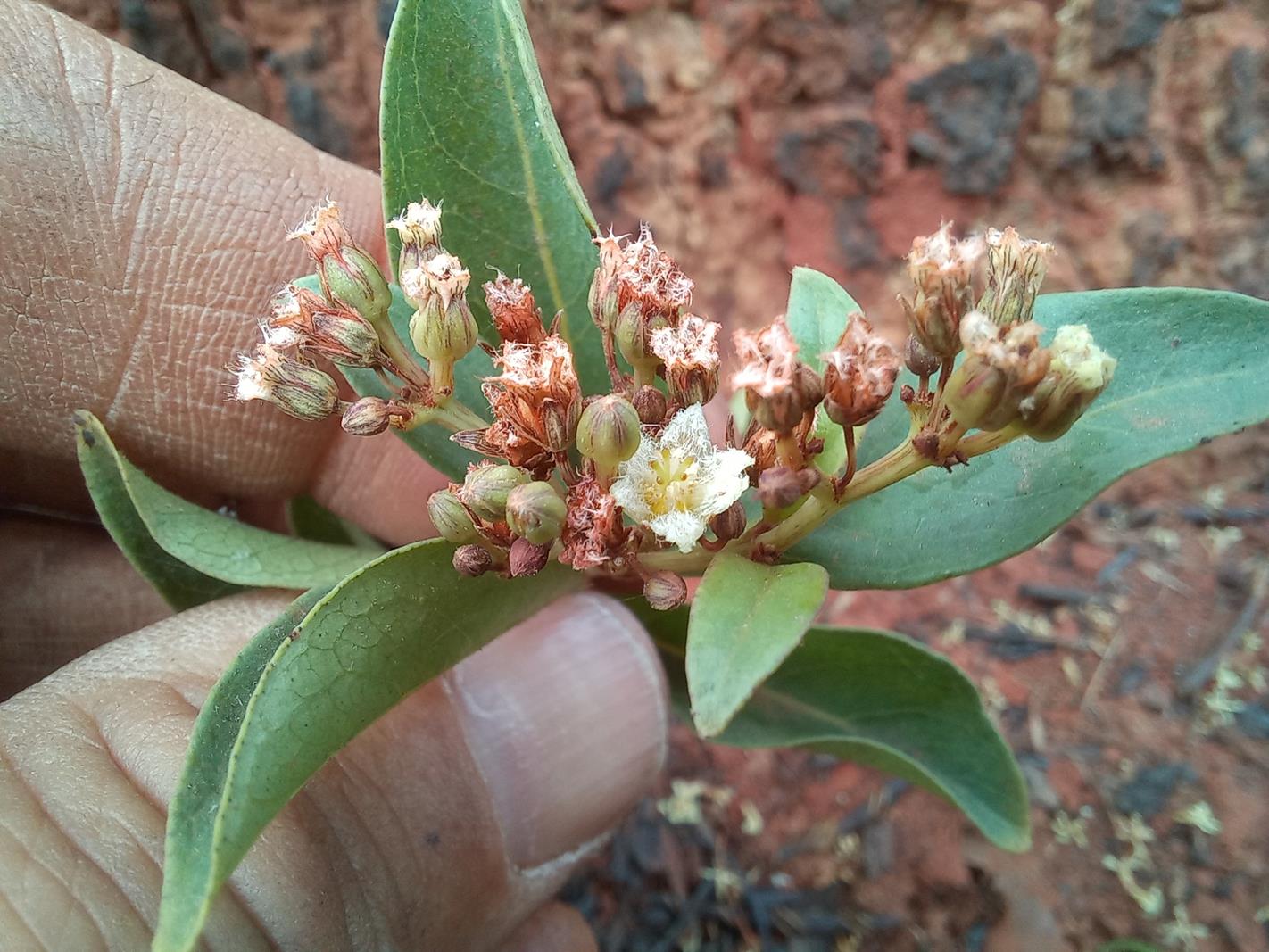 Psorospermum mechowii