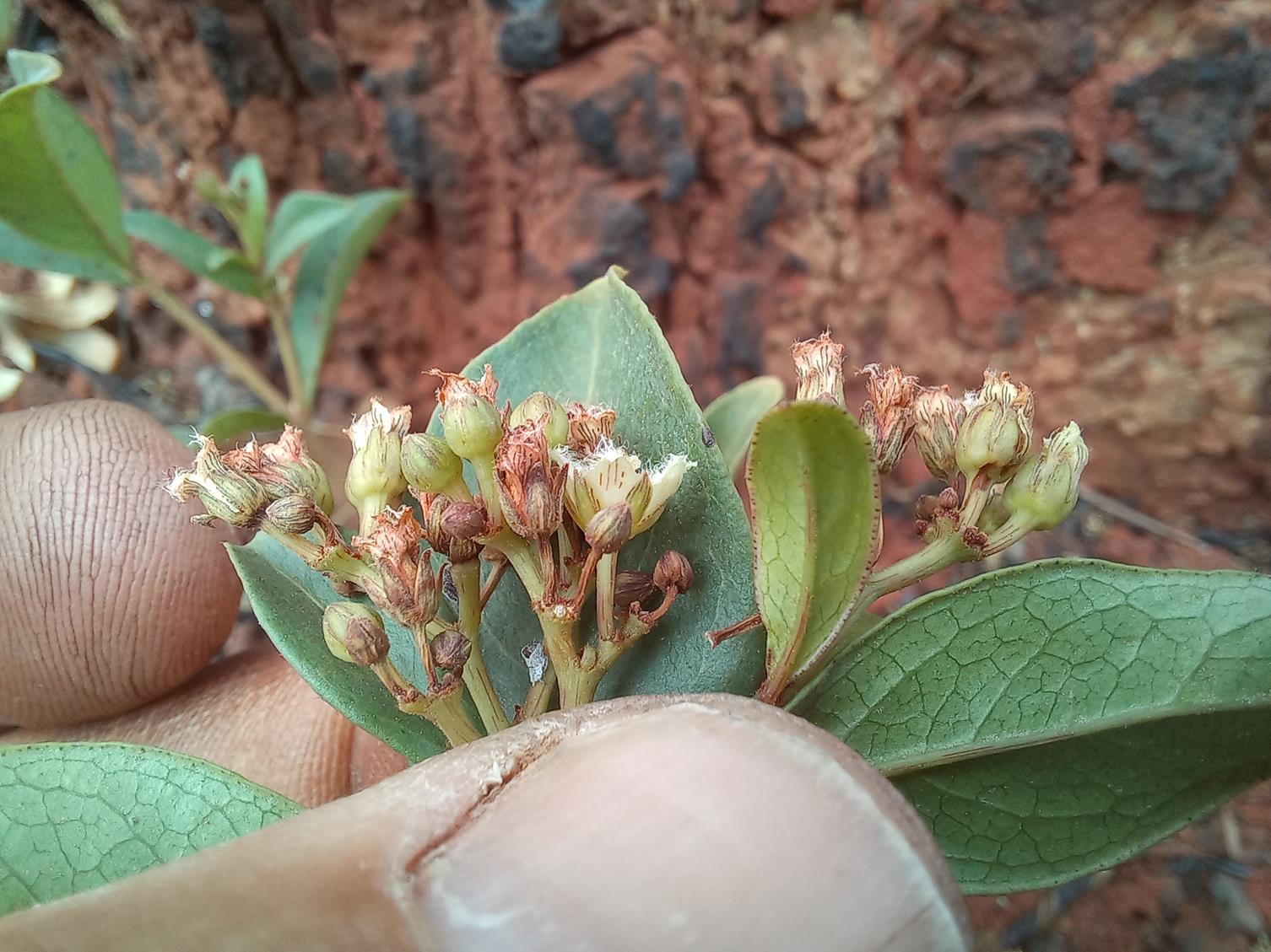 Psorospermum mechowii