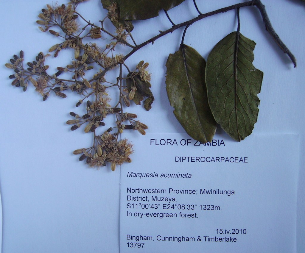 Marquesia acuminata Marquesia acuminata