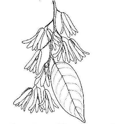 Marquesia macroura Marquesia macroura