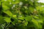 Triumfetta cordifolia