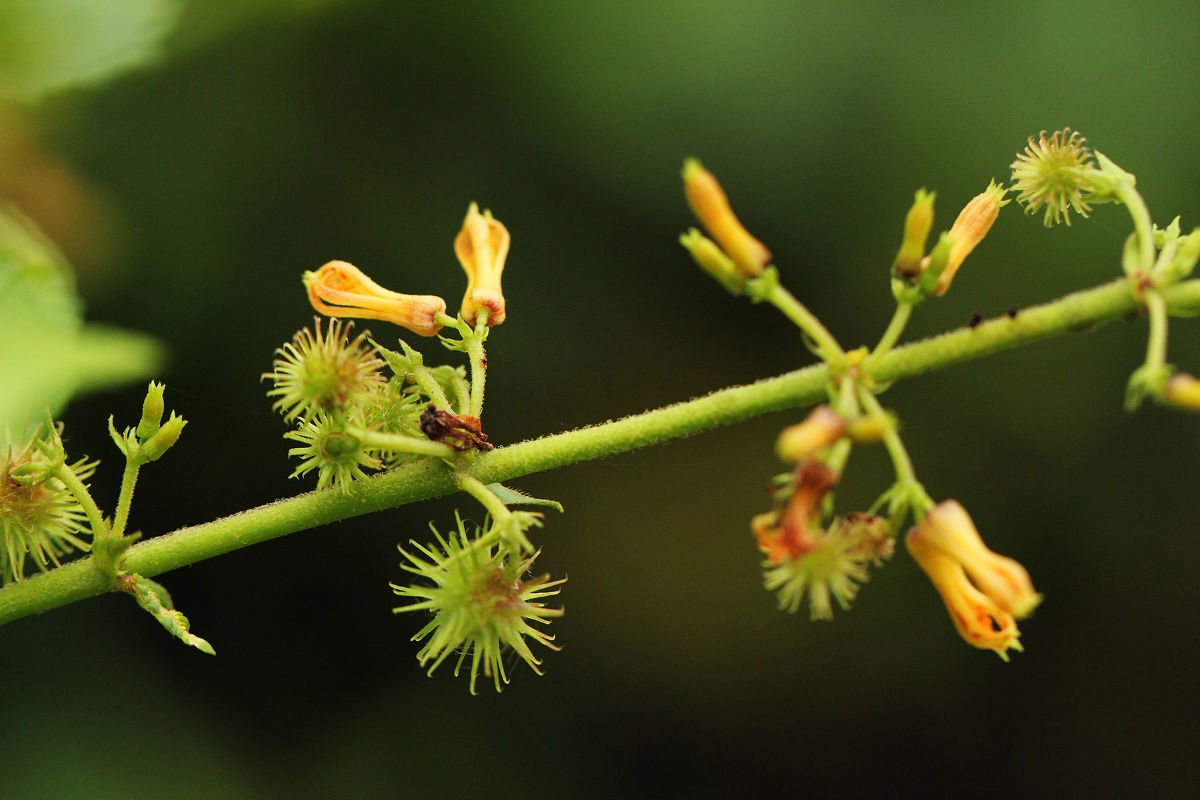Triumfetta cordifolia