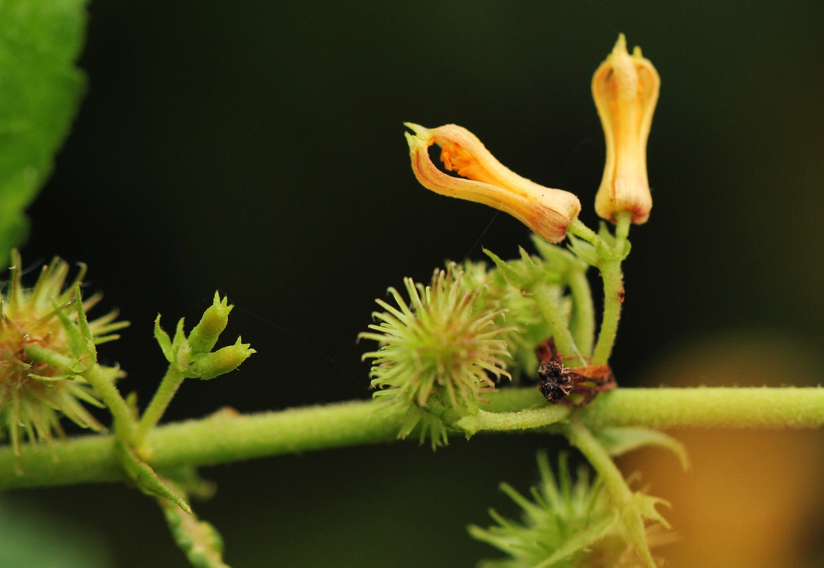 Triumfetta cordifolia