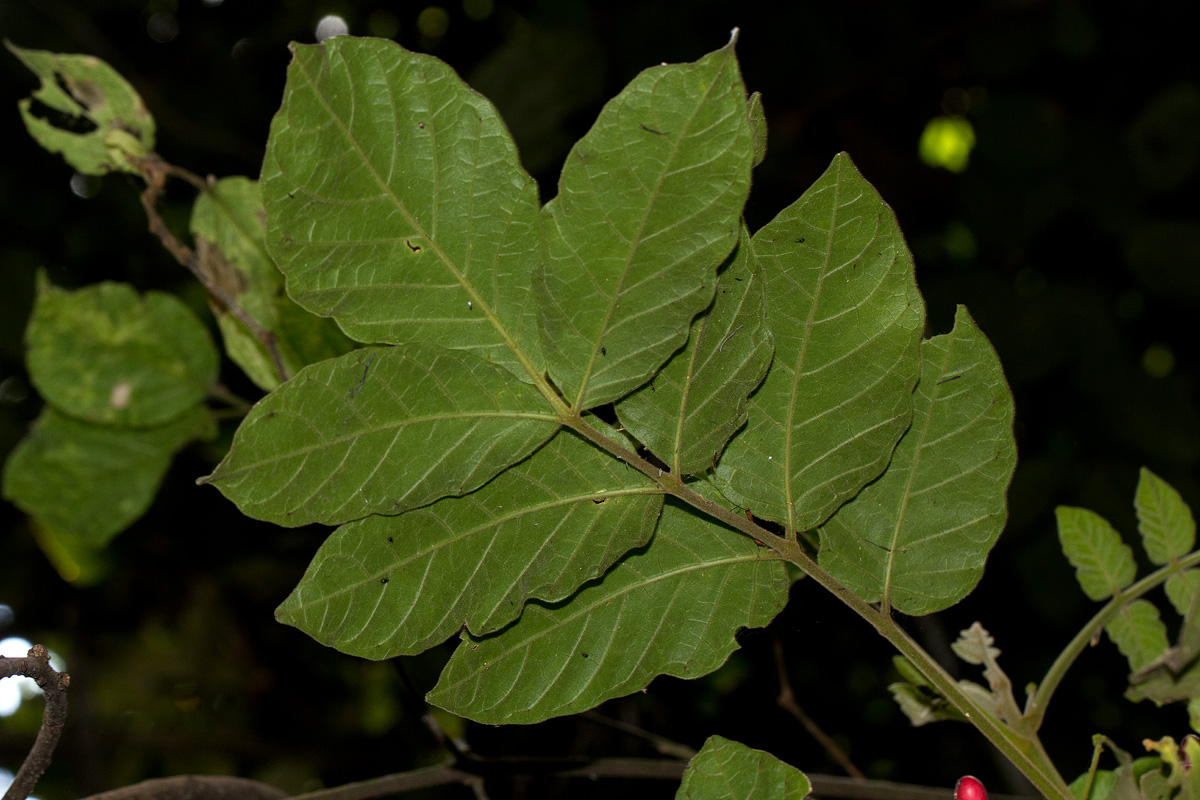 Brucea antidysenterica