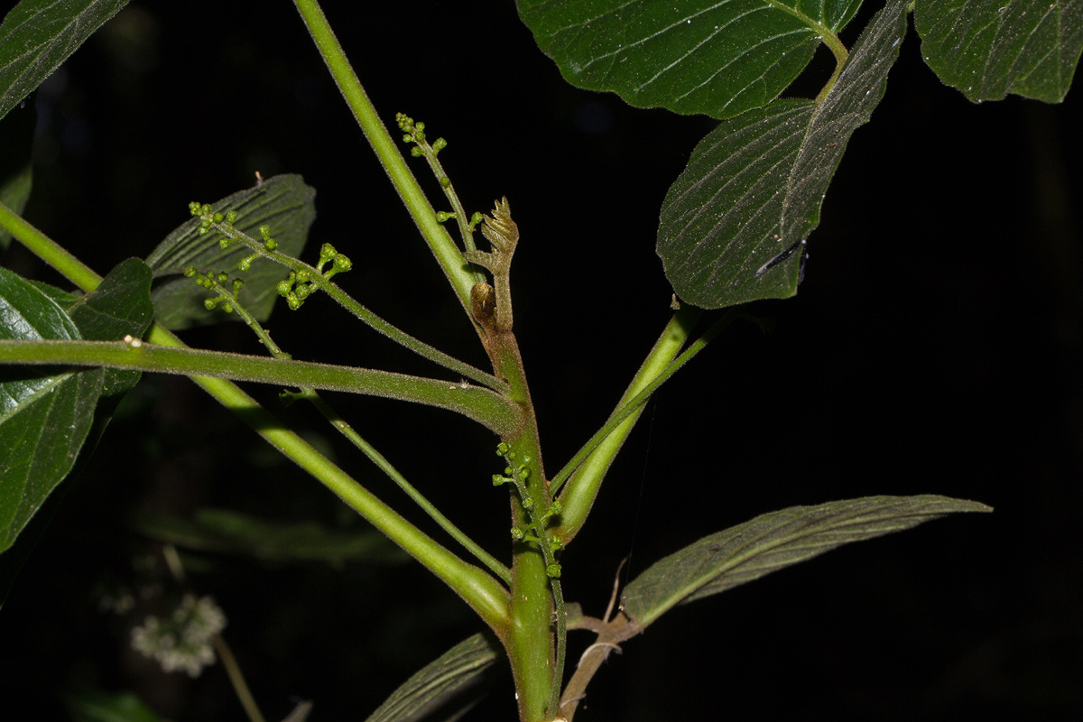 Brucea antidysenterica