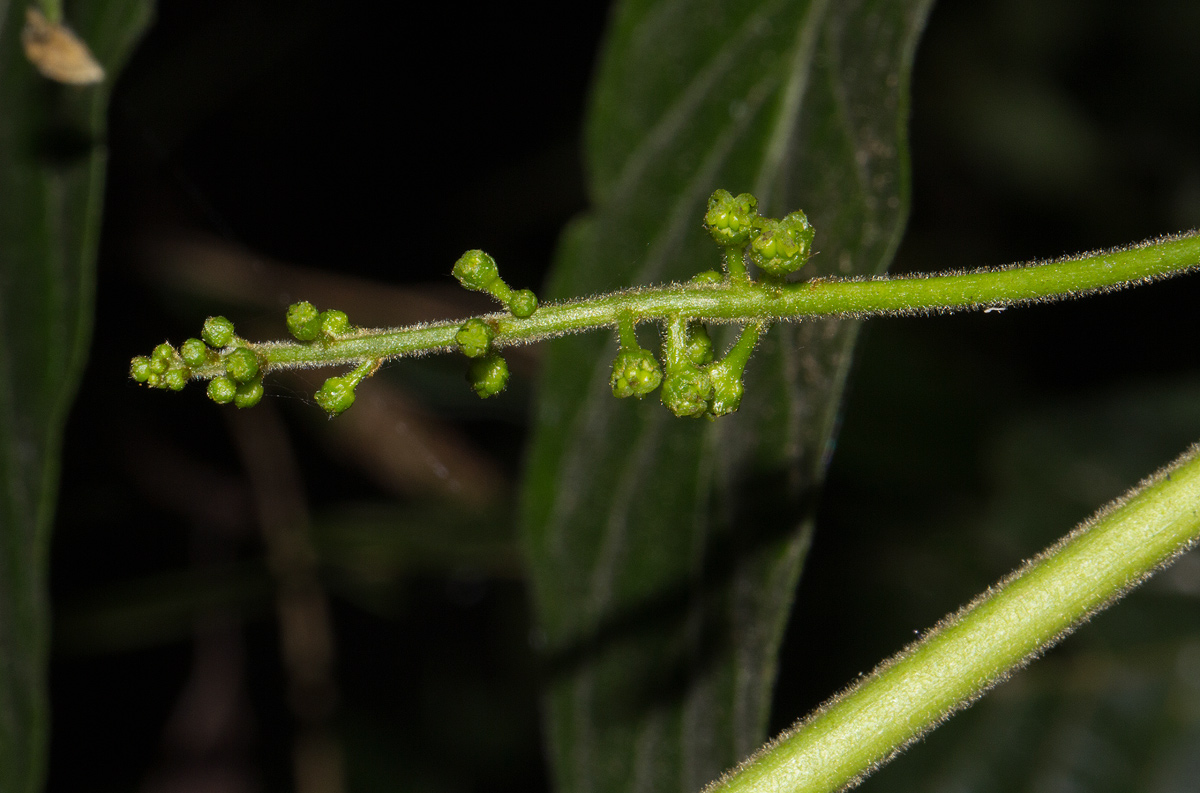 Brucea antidysenterica