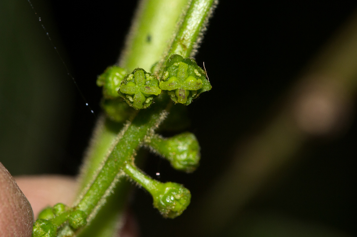 Brucea antidysenterica