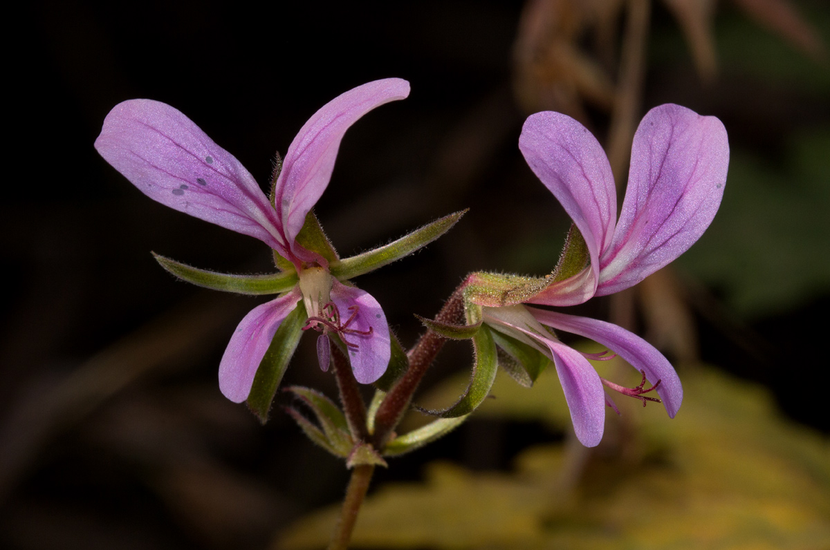 Pelargonium whytei