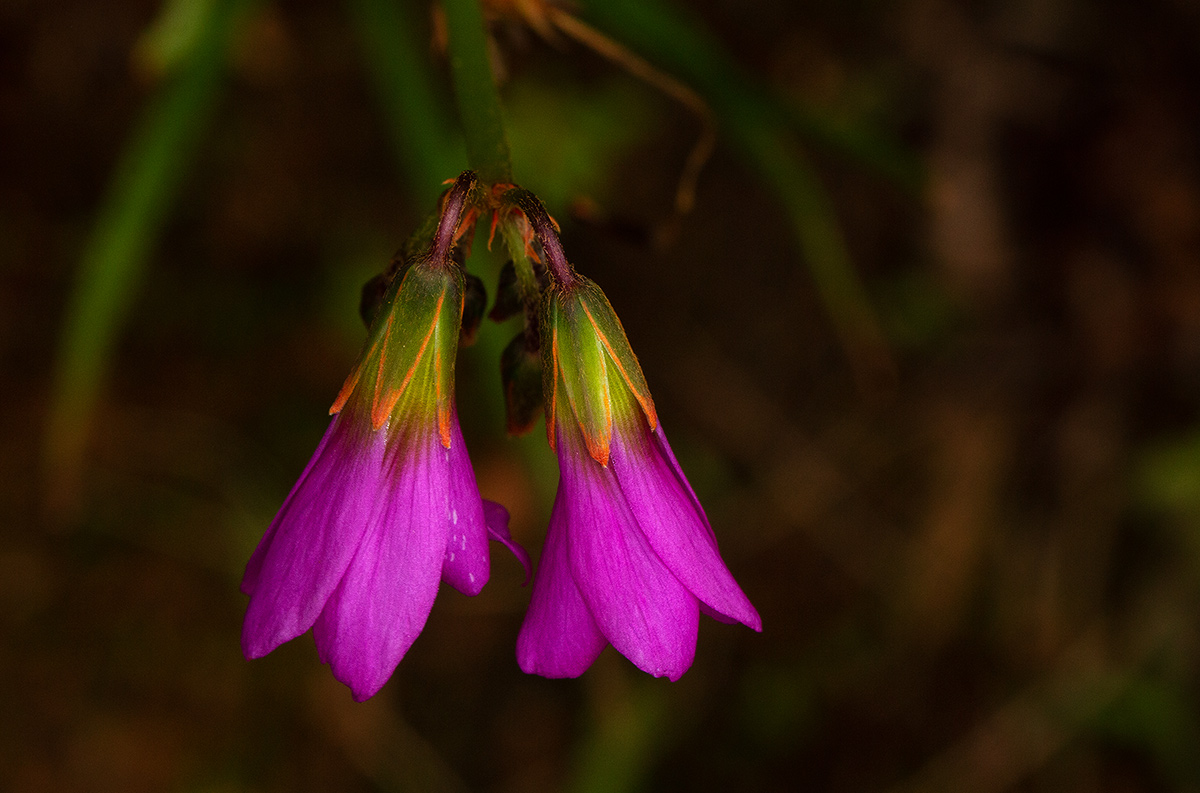 Oxalis chapmaniae