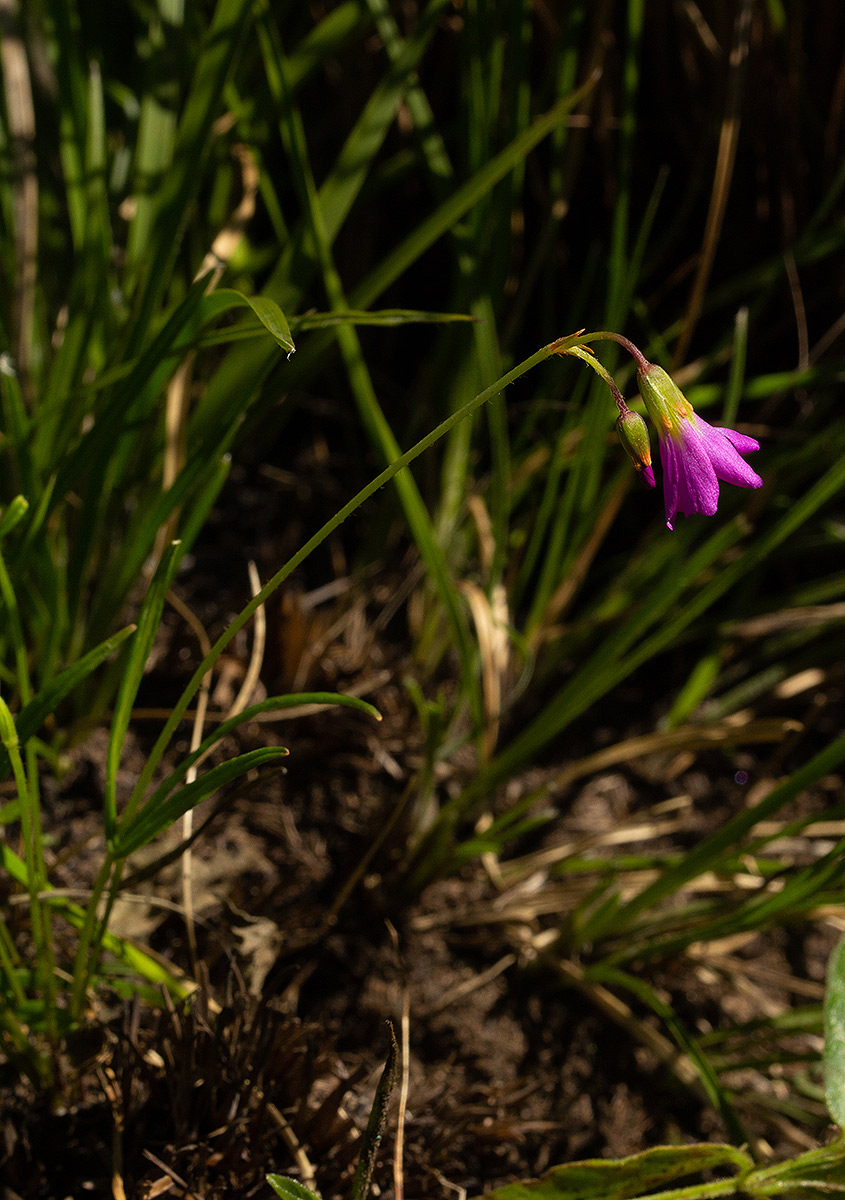 Oxalis chapmaniae Oxalis chapmaniae