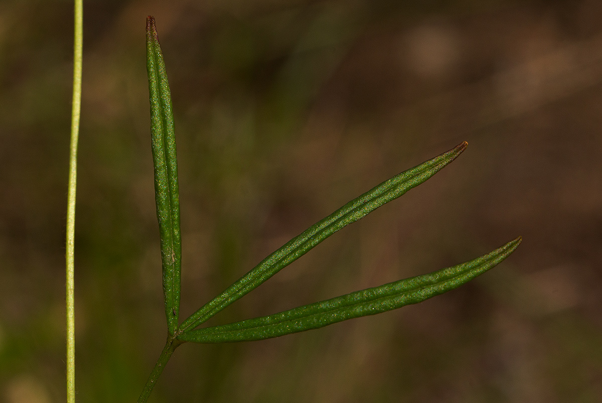 Oxalis chapmaniae Oxalis chapmaniae