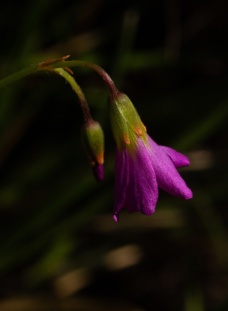 Oxalis chapmaniae Oxalis chapmaniae