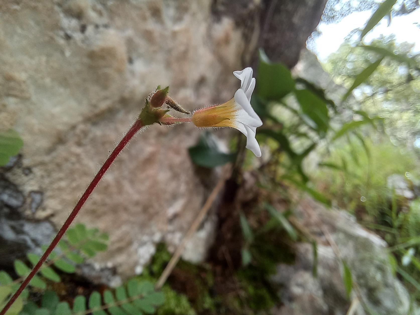 Biophytum kassneri Biophytum kassneri