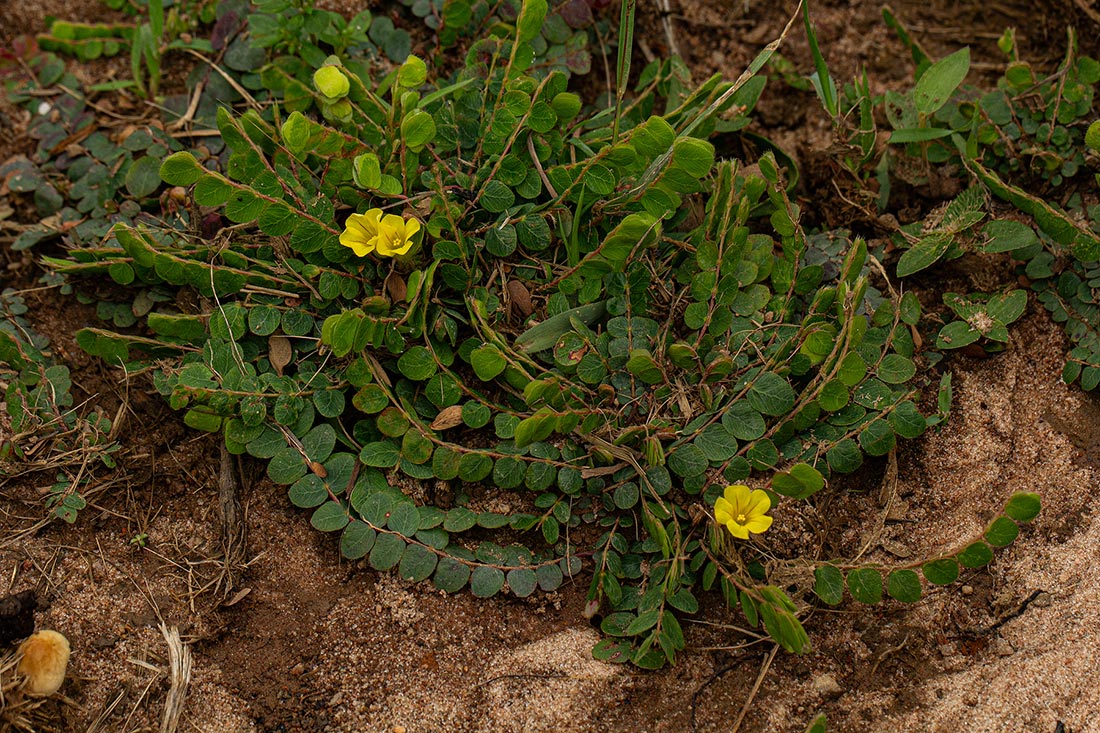 Biophytum nyikense Biophytum nyikense