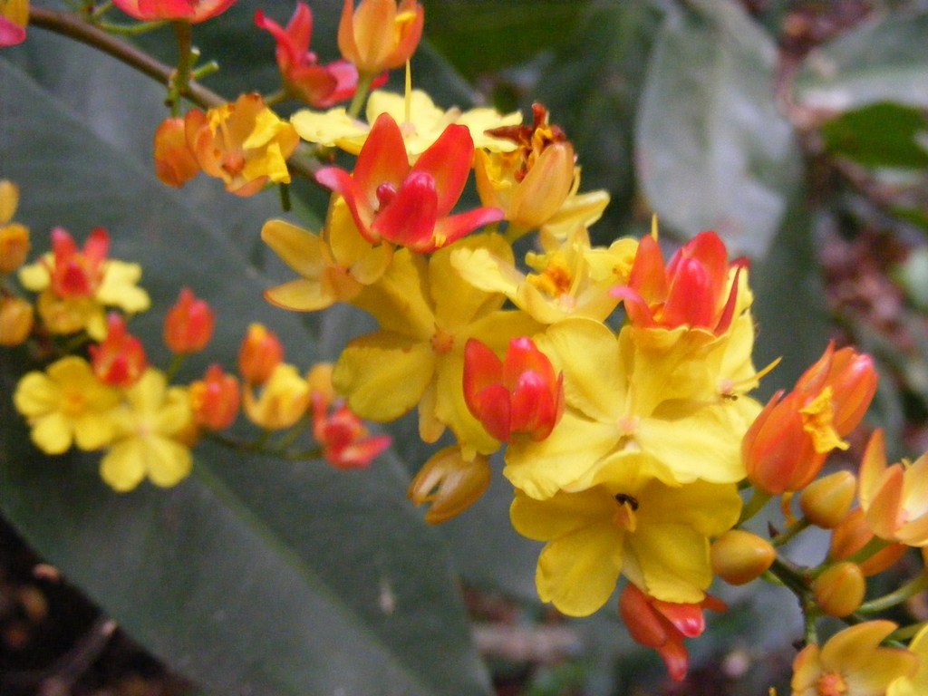 Campylospermum densiflorum Campylospermum densiflorum