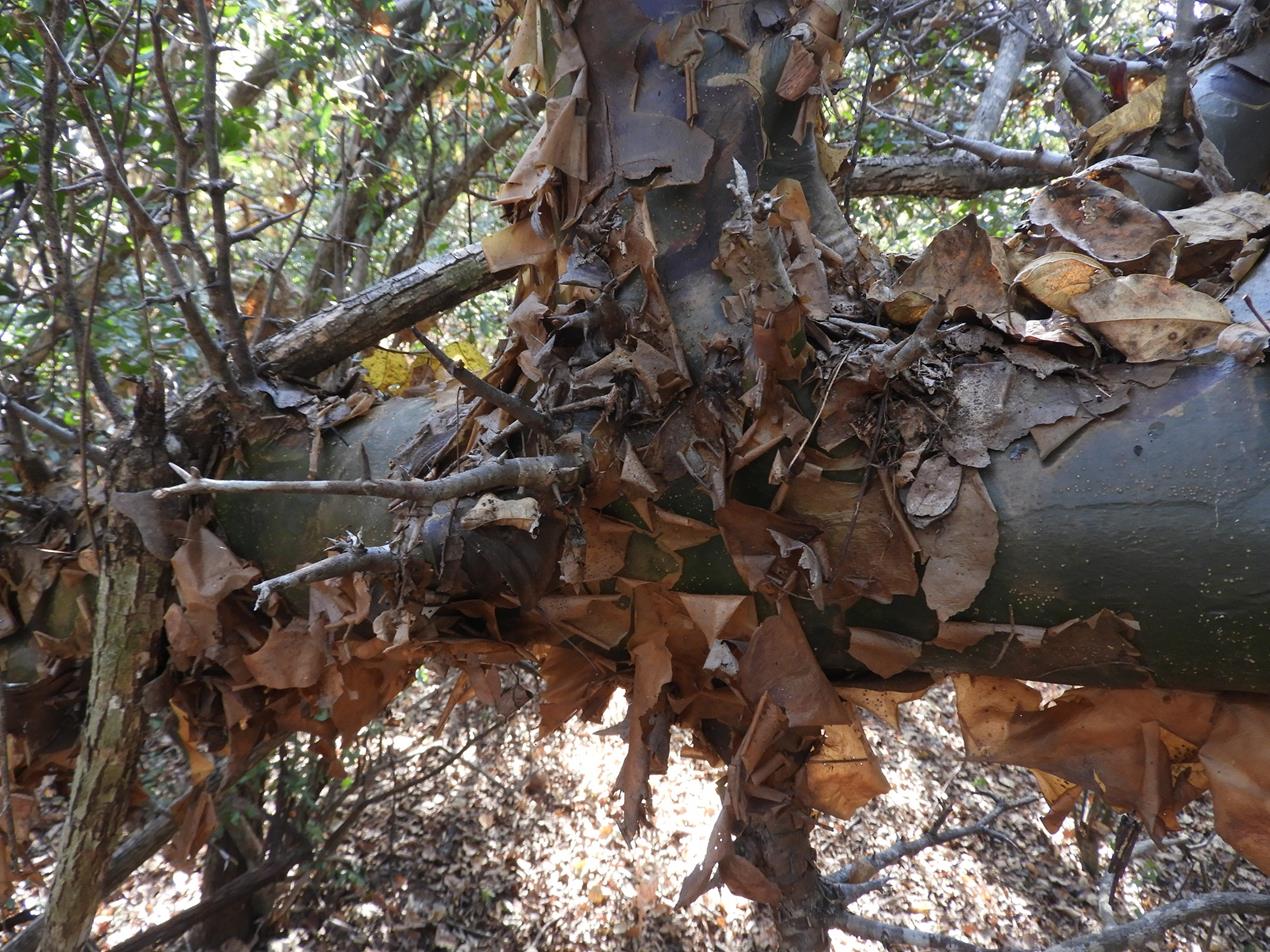 Commiphora pteleifolia