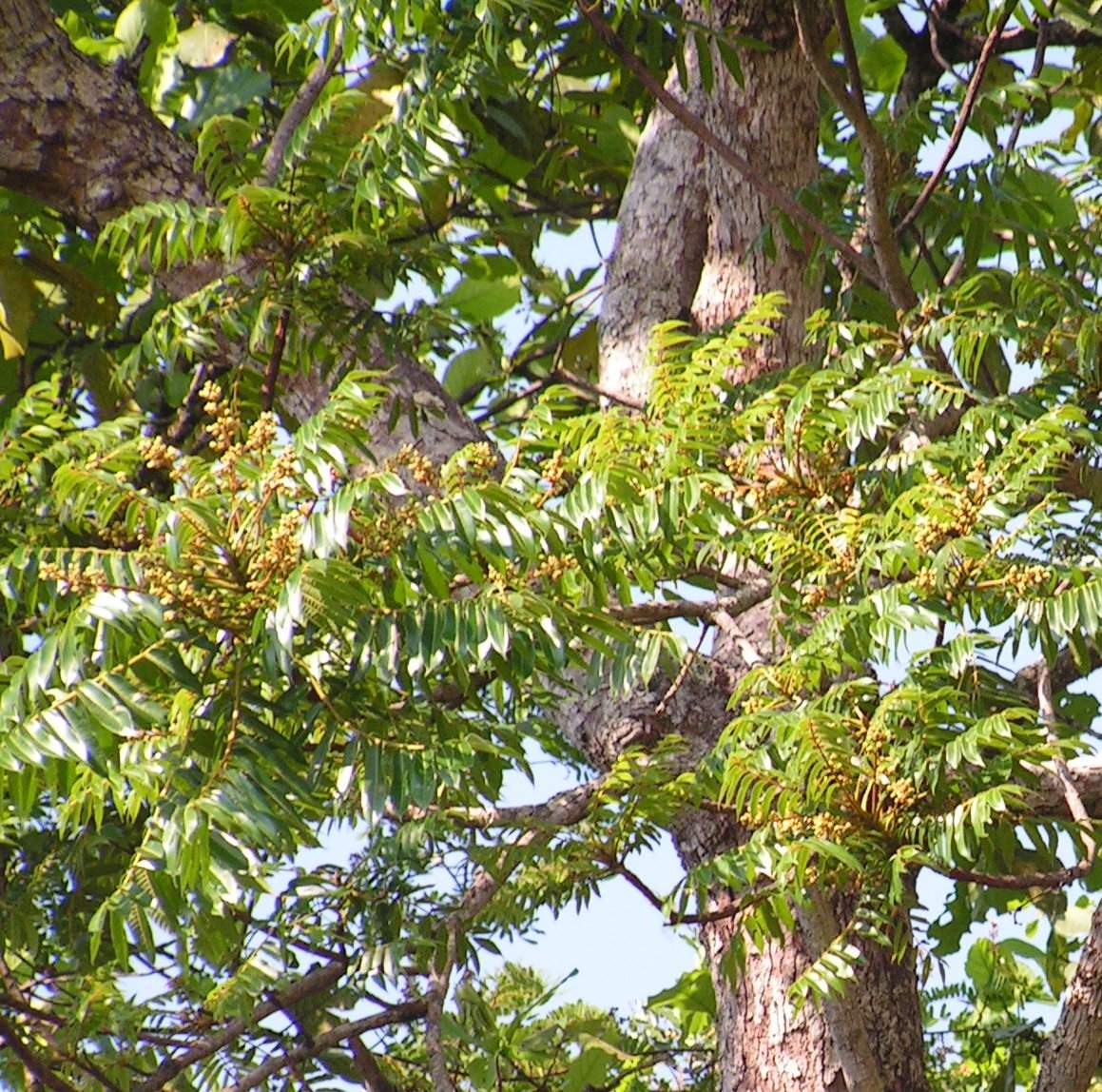 Canarium schweinfurthii