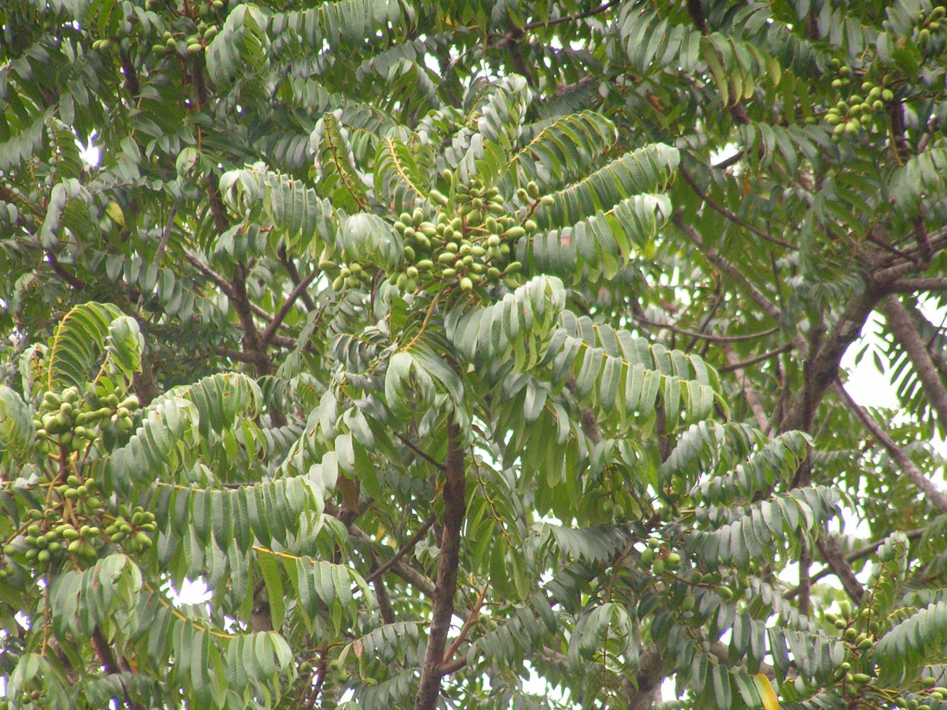 Canarium schweinfurthii