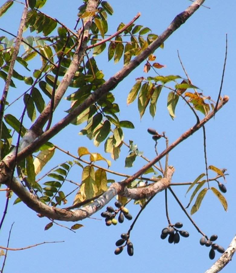 Canarium schweinfurthii