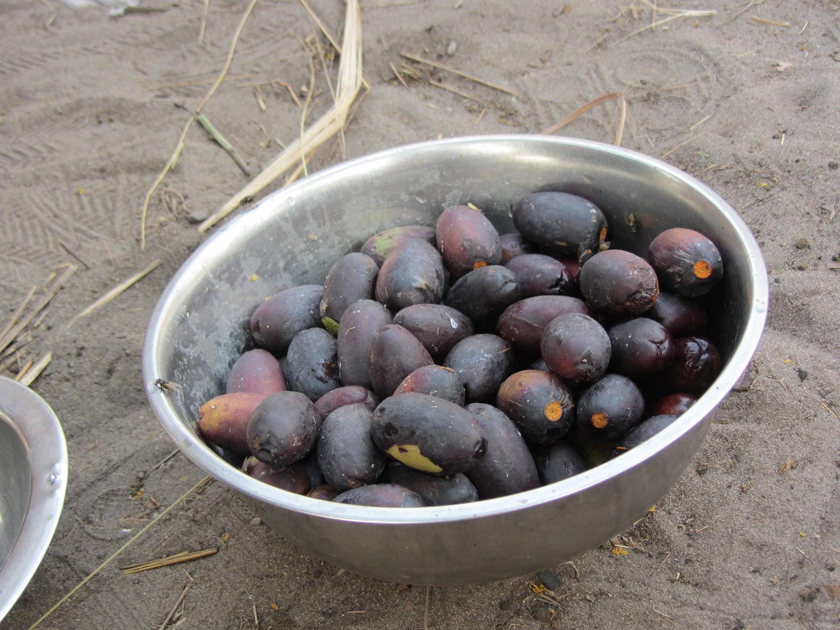 Canarium schweinfurthii