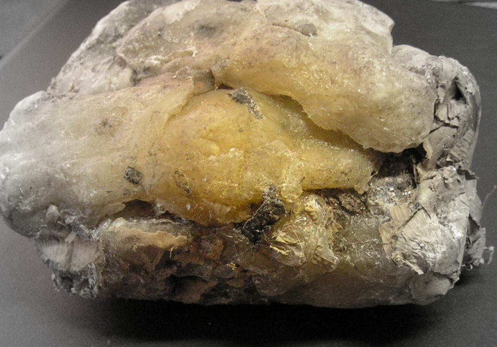 Canarium schweinfurthii