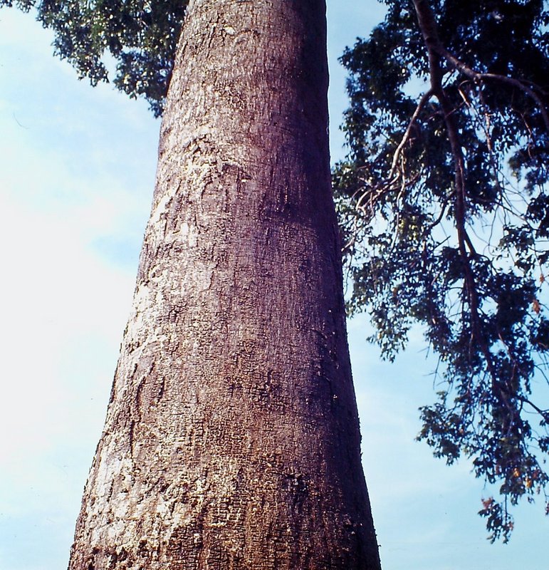 Entandrophragma delevoyi Entandrophragma delevoyi