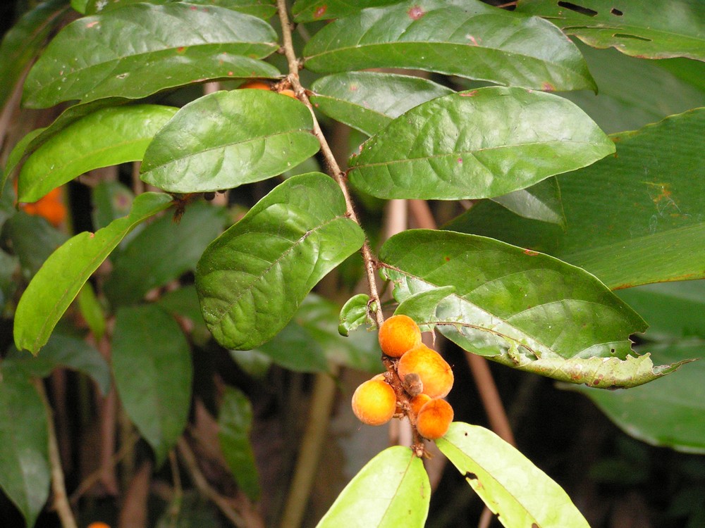 Dichapetalum heudelotii var. heudelotii