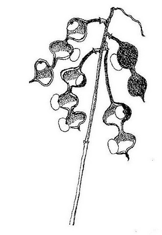 Erythrina baumii Erythrina baumii