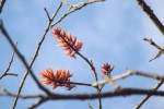 Erythrina excelsa