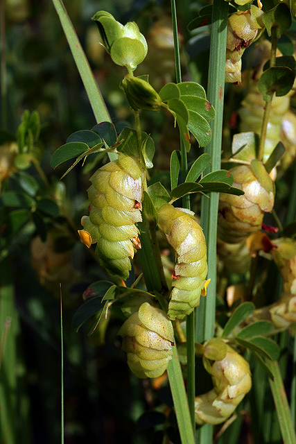 Humularia descampsii var. abercornensis