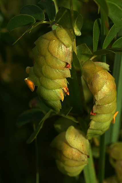 Humularia descampsii var. abercornensis