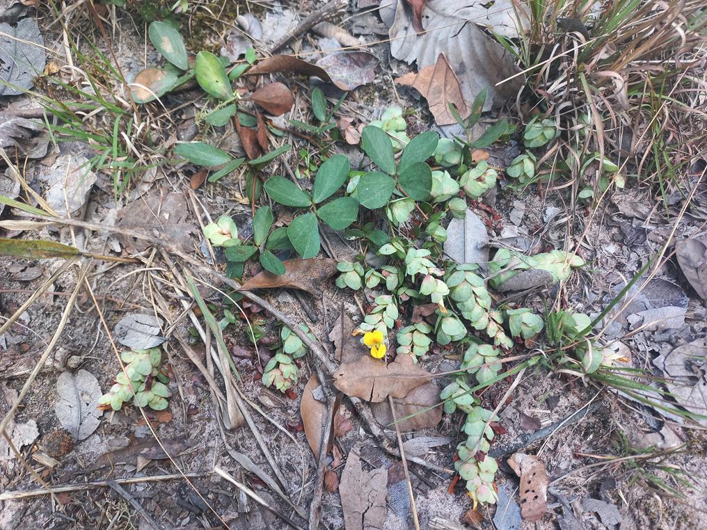 Humularia kapiriensis var. repens