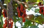Mucuna poggei