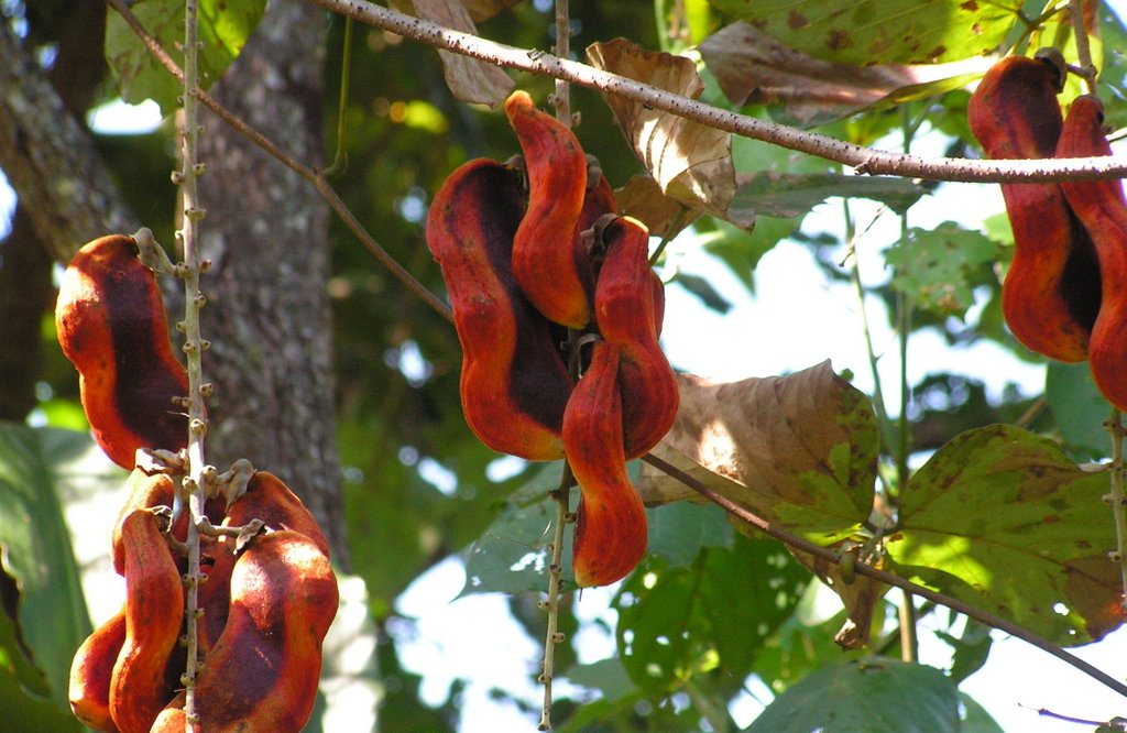 Mucuna poggei