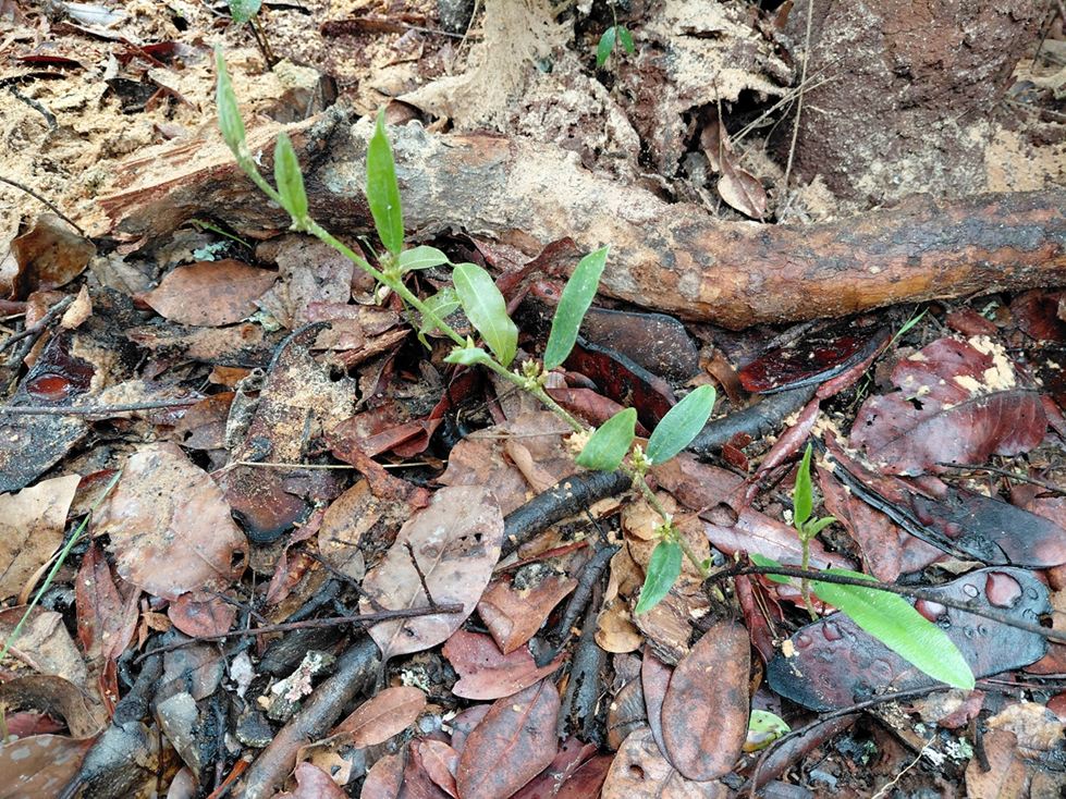 Ophrestia breviracemosa Ophrestia breviracemosa