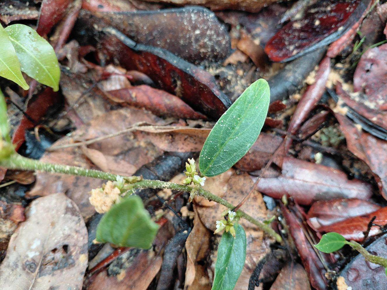 Ophrestia breviracemosa Ophrestia breviracemosa